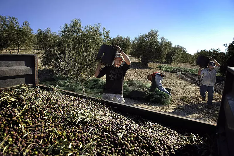 Spain: Olive oil could become a luxury product