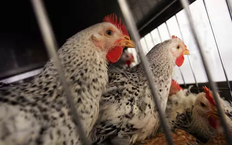 BBC: Birds hit by biggest H5N1 bird flu outbreak to date