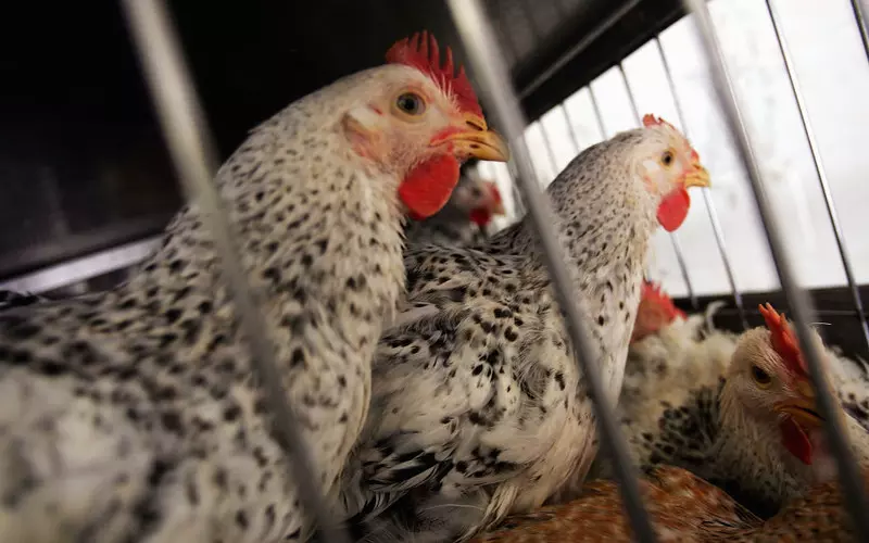 BBC: Ptaki zaatakowała największa jak dotąd epidemia ptasiej grypy H5N1