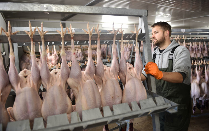 UK faces ‘big, big shortages’ of free-range Christmas poultry