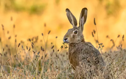 British naturalists' alert. Acts of wildlife cruelty are on the rise