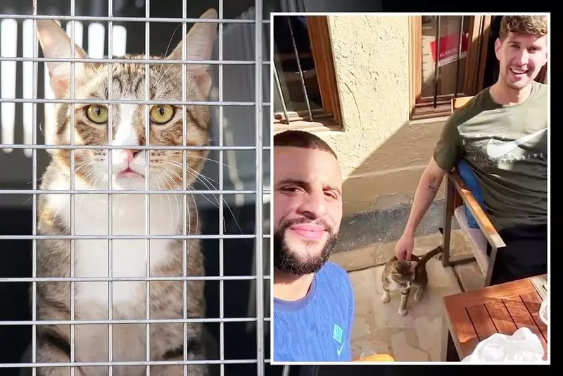 Qatar 2022: England players will bring home a cat instead of a trophy