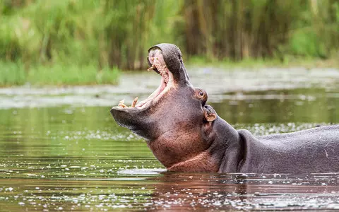 Poachers target hippos for giant teeth in place of ivory