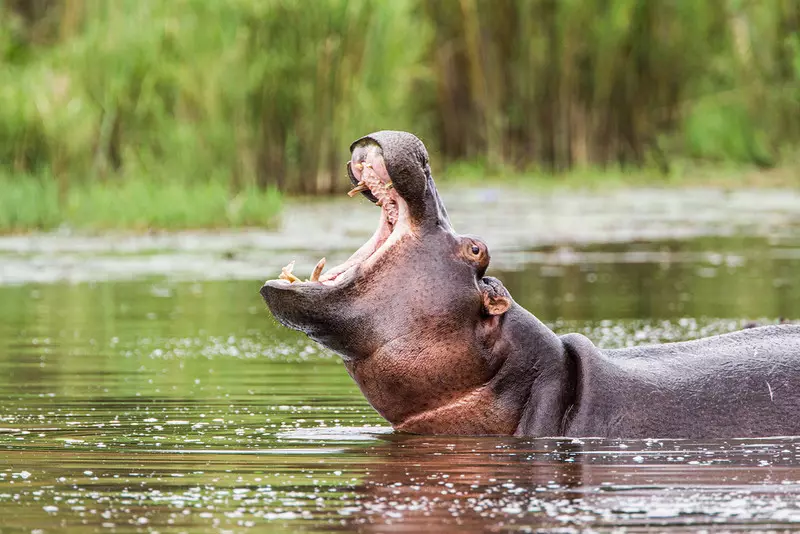 BBC: Ograniczenia w handlu kością słoniową doprowadziły do wzrostu handlu zębami i kłami hipopotamów