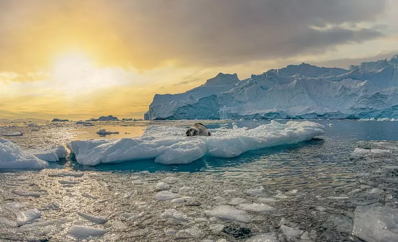 Naukowcy: Za słabo chronimy Antarktydę