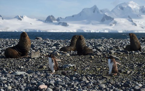 U wybrzeży Antarktydy powstanie największy na świecie rezerwat morski