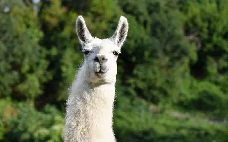 Belgium: Work on a therapy against Covid-19 using llama antibodies