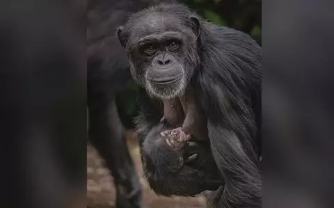 Chester Zoo celebrates birth of world's rarest chimpanzee