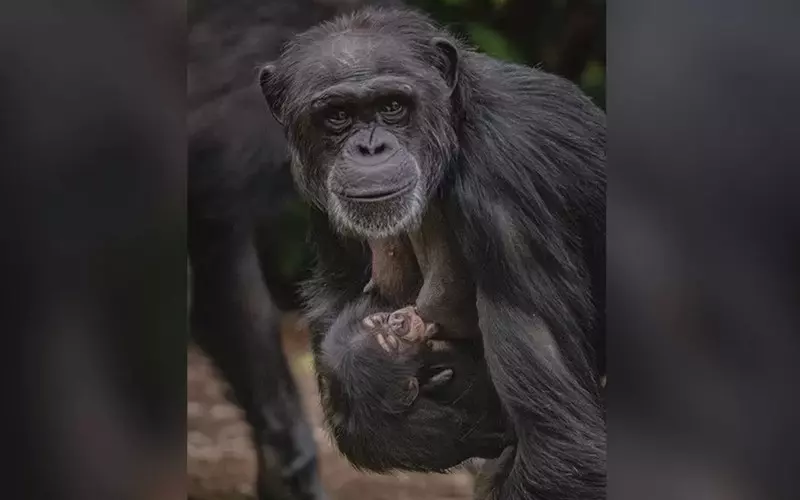 Zoo w Chester świętuje narodziny najrzadszego szympansa na świecie