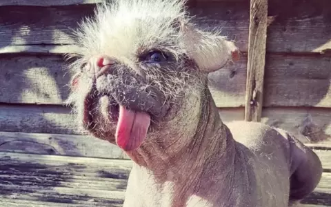 East Yorkshire's Peggy the Pugese bids to be named UK's ugliest dog