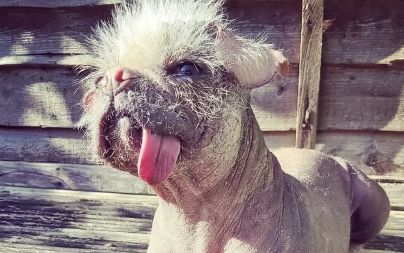 East Yorkshire's Peggy the Pugese bids to be named UK's ugliest dog