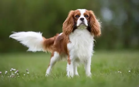 Netherlands wants to ban 'designer' pet breeds