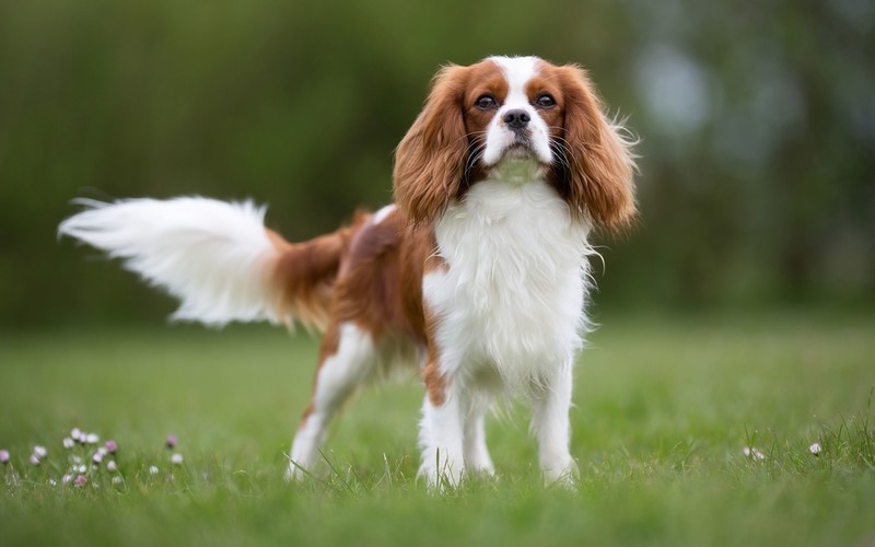 Netherlands wants to ban 'designer' pet breeds