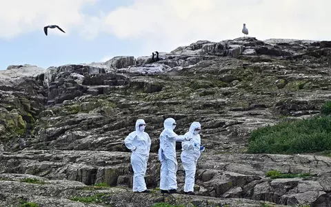 Bird flu 'spills over' to otters and foxes in UK