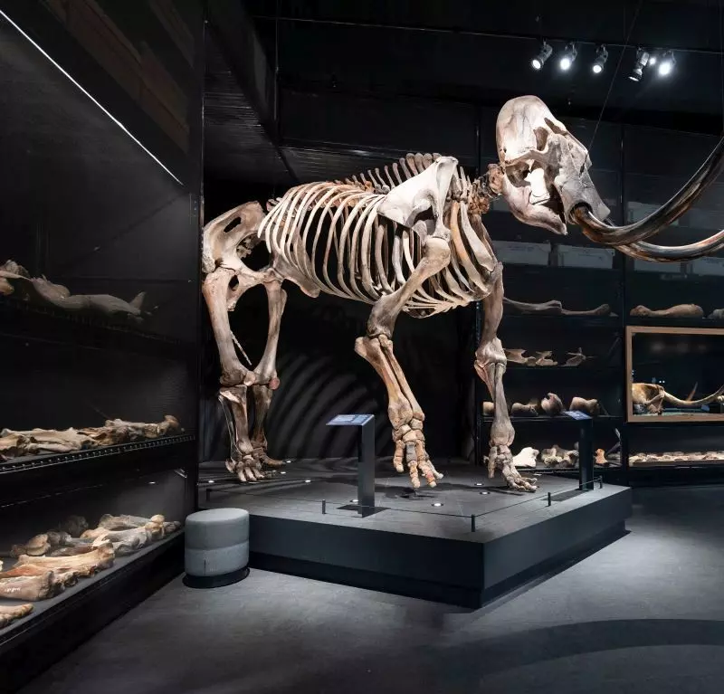 W centrum Wiednia podczas budowy metra znaleziono kieł mamuta