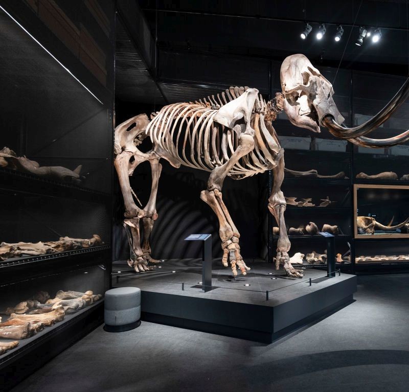A mammoth tusk was found in the center of Vienna during the construction of the subway