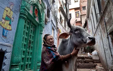 Indian authorities failed to rename Valentine's Day as "Cow Hug Day"