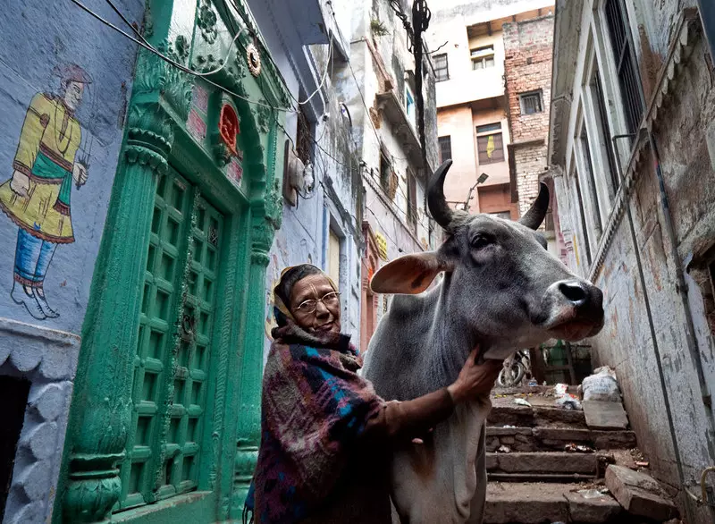 Władzom Indii nie udało się przemianować walentynek na "Dzień przytulania krów"