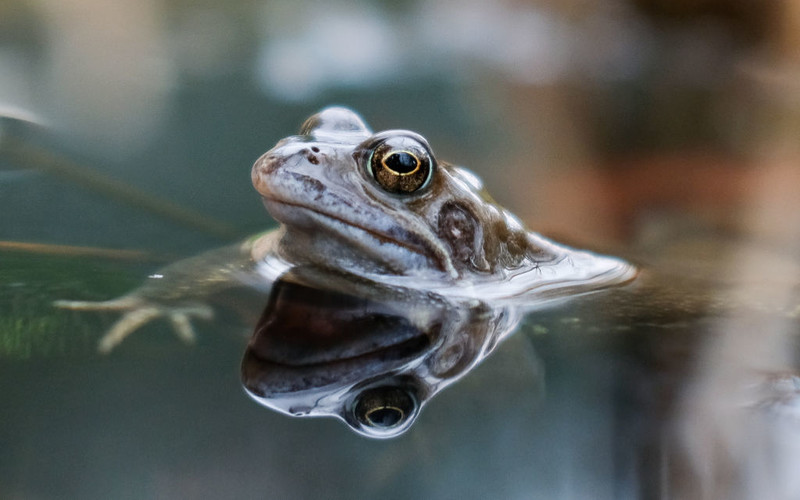 "Spiegel": Eating frog legs threatens the existence of many species of frogs in the world