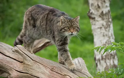 Wildcats to be released in England for first time in 500 years