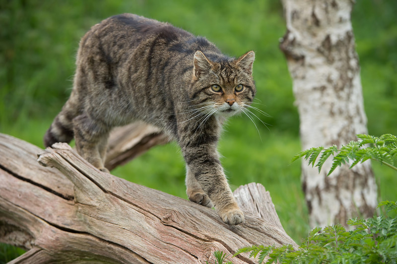 Wildcats to be released in England for first time in 500 years