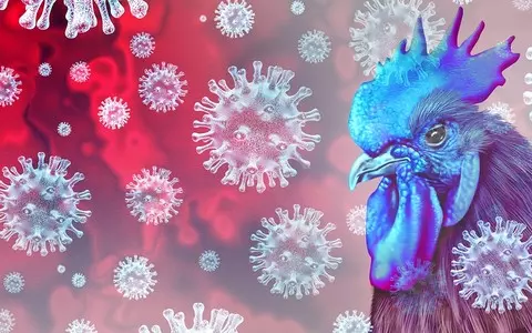 British experts on H5N1 bird flu: No threat for now, but any scenario possible