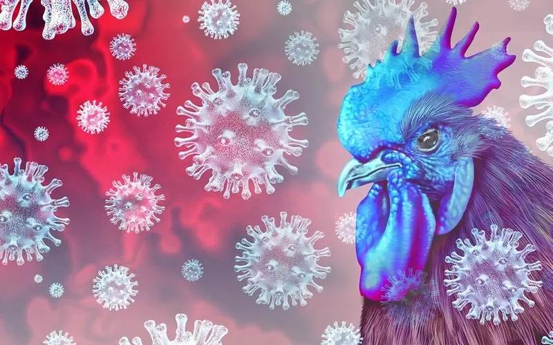 Brytyjscy eksperci o ptasiej grypie H5N1: Na razie nie ma zagrożenia, ale każdy scenariusz możliwy