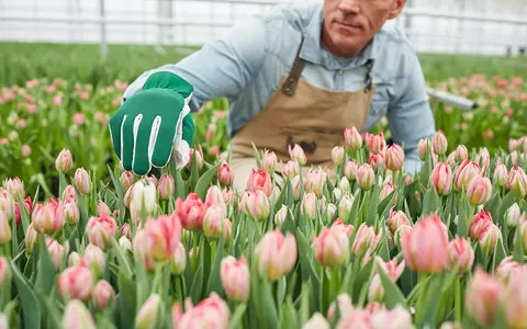 Netherlands: Government wants to ban exploitation of labor migrants by law