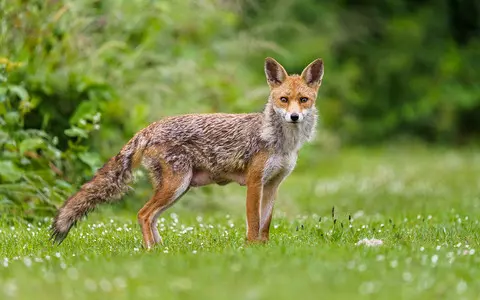 Foxes being tortured and set on fire by gang in east London