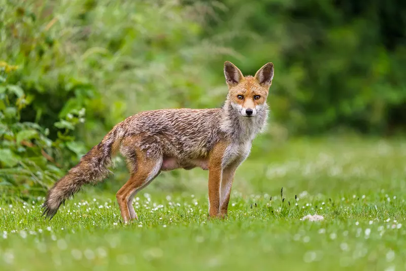 Banda przestępców dręczy i torturuje lisy we wschodnim Londynie 