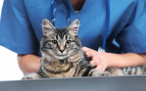 British scientists have discovered the most common diseases of domestic cats