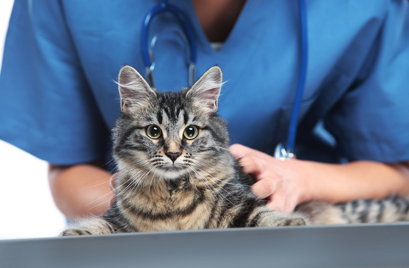 British scientists have discovered the most common diseases of domestic cats