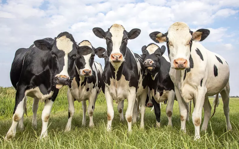 Holandia: Czy toalety dla krów rozwiążą problem emisji tlenku azotu?