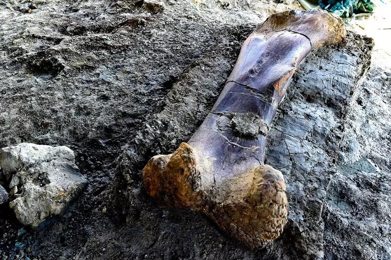 Kobieta odkryła na strychu kości. Należały m.in. do mamuta
