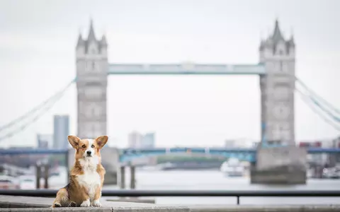 21% of London pet owners cutting back on weekly food shop to afford pet’s care