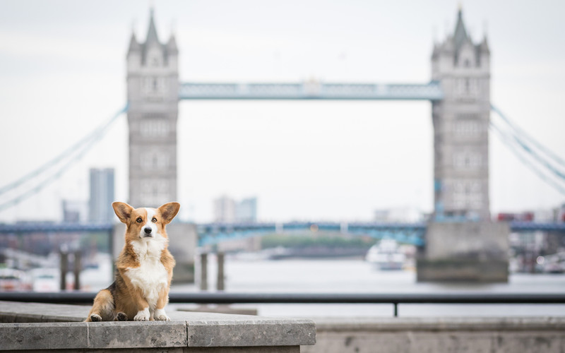 21% of London pet owners cutting back on weekly food shop to afford pet’s care