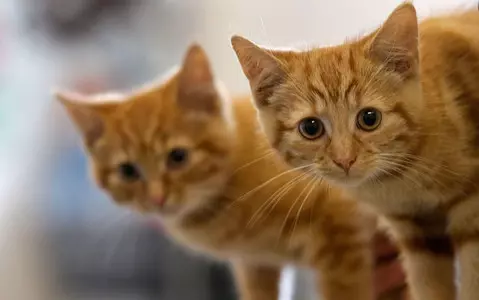 Cat owners in the UK with a new responsibility. Failure to do so will result in a £500 fine