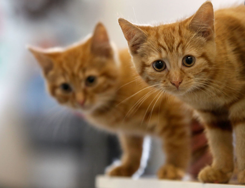 Cat owners in the UK with a new responsibility. Failure to do so will result in a £500 fine