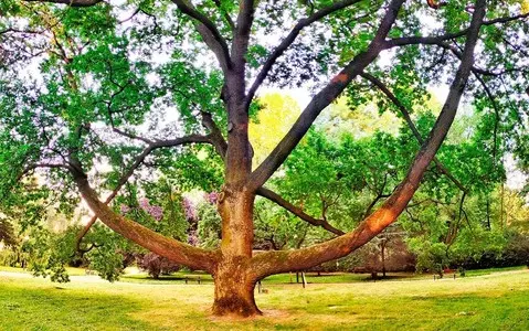 Oak Fabrykant from Lodz became European Tree of the Year 2023