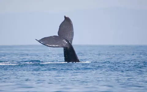 Whale in the Baltic. The mammal was seen 70 km north of the Gulf of Gdansk