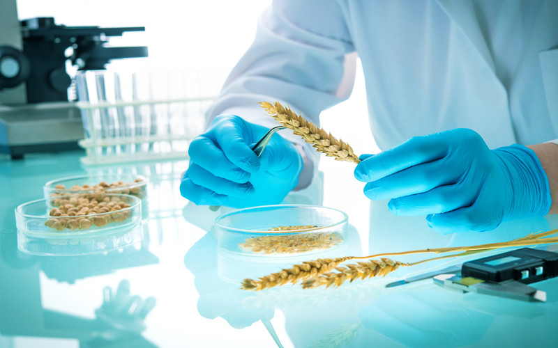 Commercial development of gene-edited food now legal in England