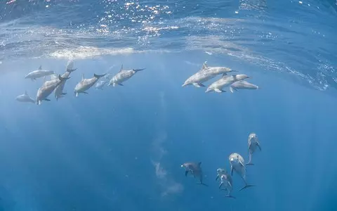 France: Court bans Atlantic fishing to protect dolphins