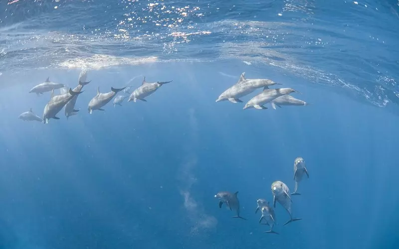 Francja: Sąd zakazał połowów ryb w Atlantyku, by chronić delfiny