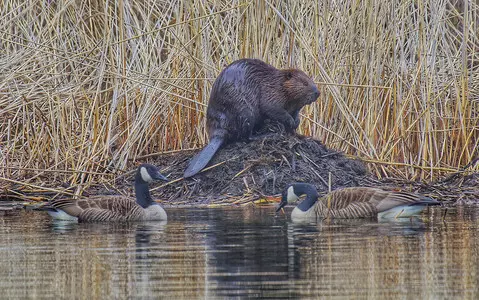 Beavers are set to come back to London