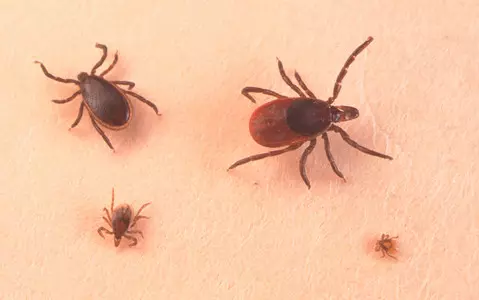 Rare encephalitis tick disease found in England