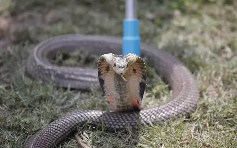 A poisonous cobra on a plane forced the pilot to make an emergency landing