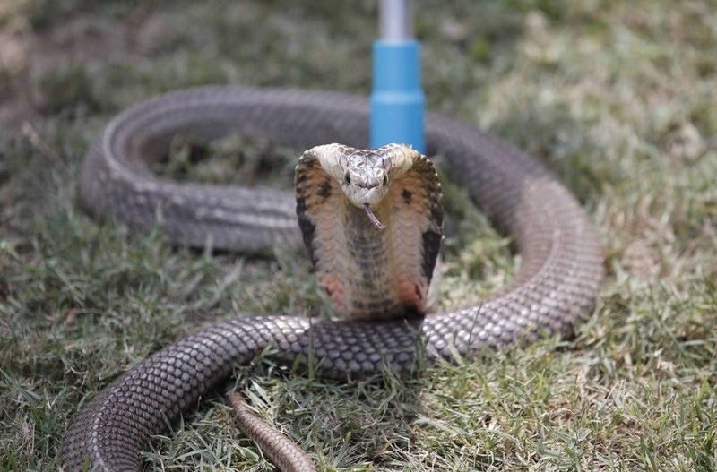A poisonous cobra on a plane forced the pilot to make an emergency landing