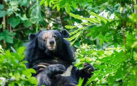 A bear meat vending machine has been installed in Japan