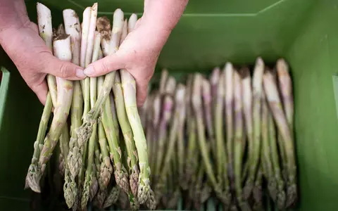 The asparagus season is starting. Germany is hoping for workers from Poland and Romania