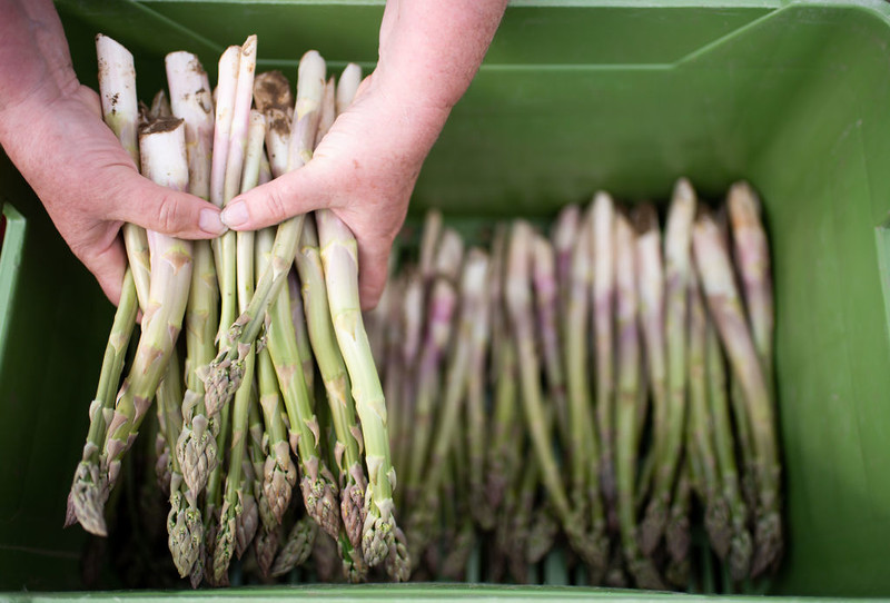 The asparagus season is starting. Germany is hoping for workers from Poland and Romania